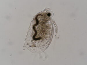 O que são os cladóceros? Conheça esses seres microscópicos conhecidos como pulgas d’água