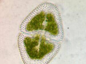 Desmídias: conheça essas lindas microalgas e o seu potencial como bioindicador ambiental